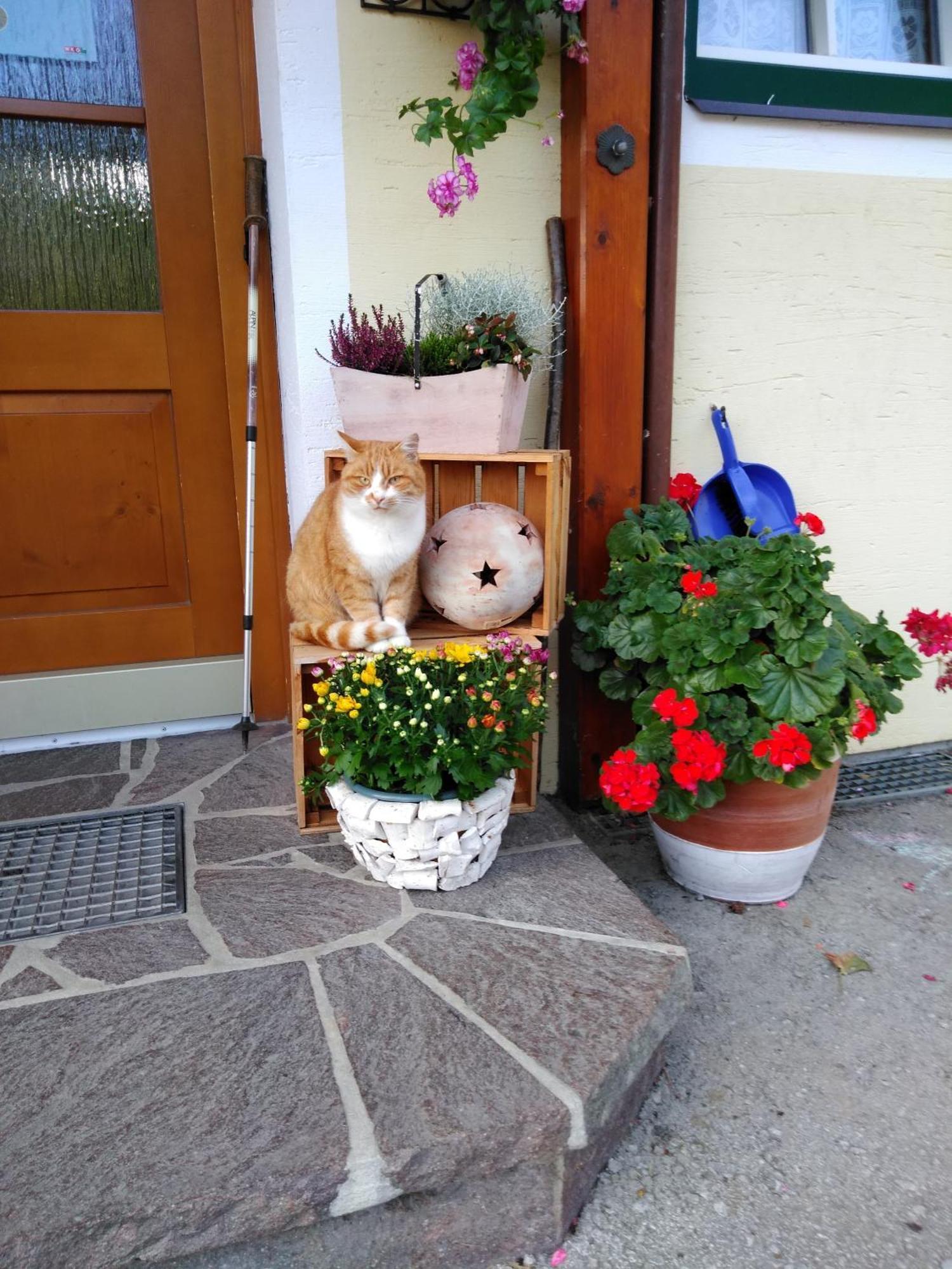 Linarhof Apartment Urlaub Am Bio Bauernhof Haus im Ennstal Buitenkant foto